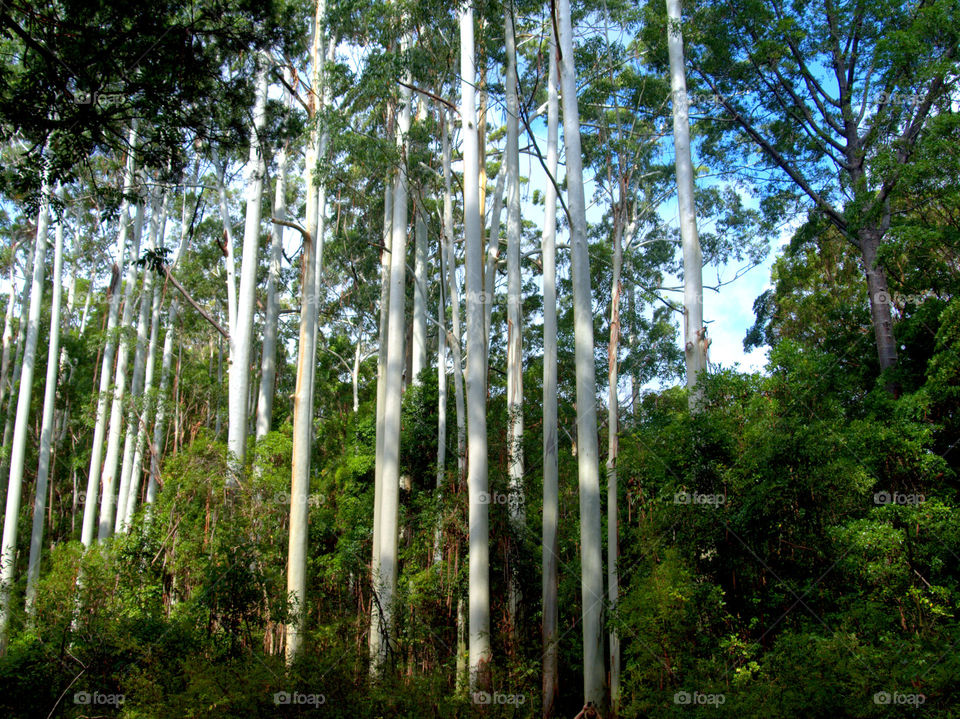 forest in Australia