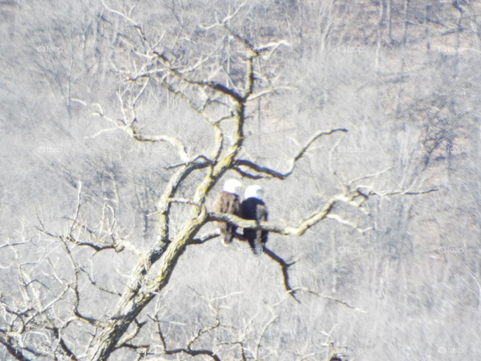 A pair of Eagles on Valentine's day
