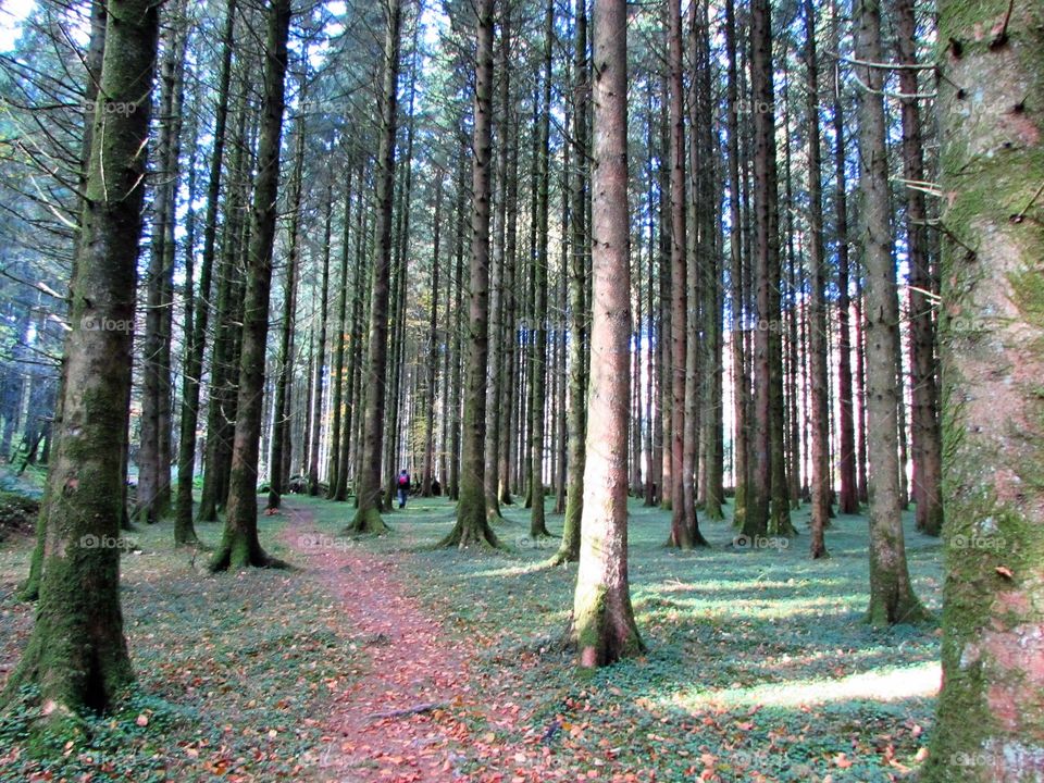 Empty footpath through forest