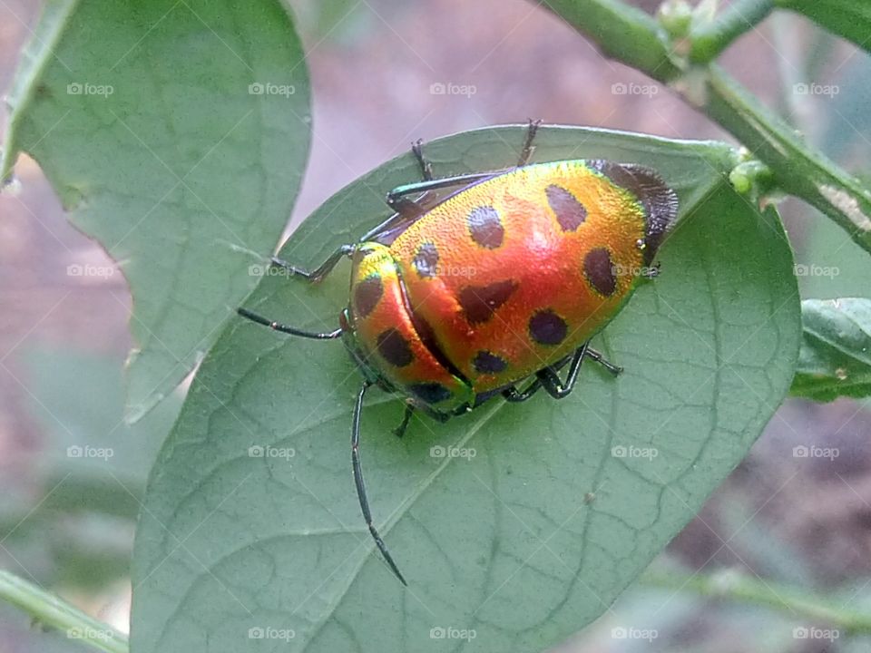 Insects with beautiful colors