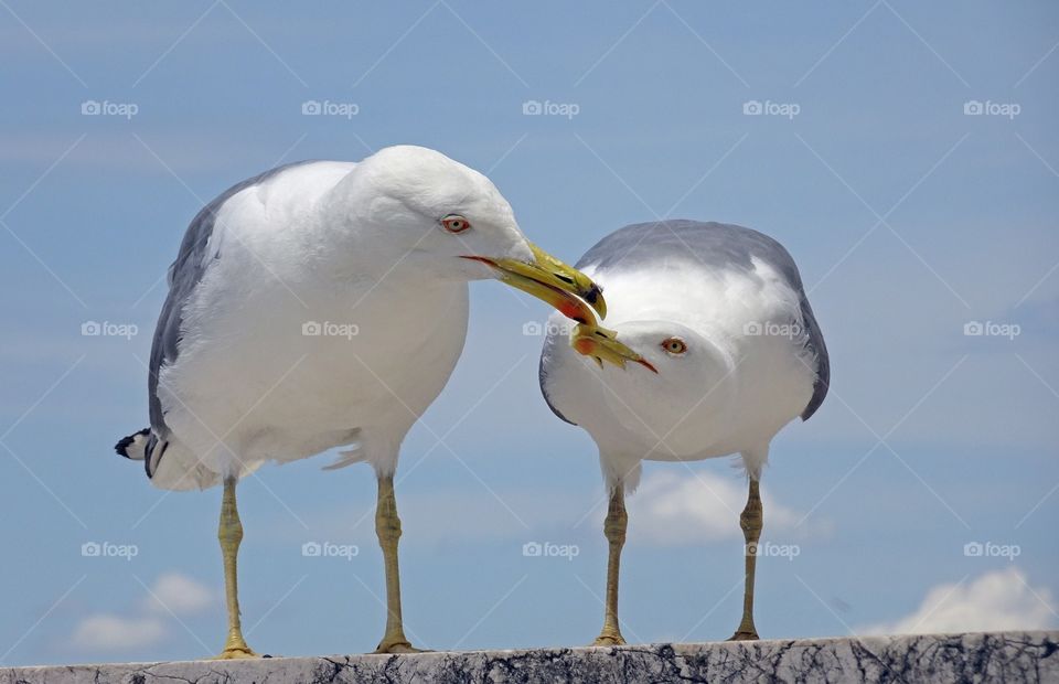 Seagull feeding chick