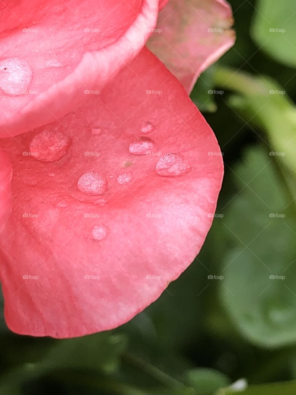 Pink Flower Petal with water droplets, surrounded by green leaves; macro with dof
