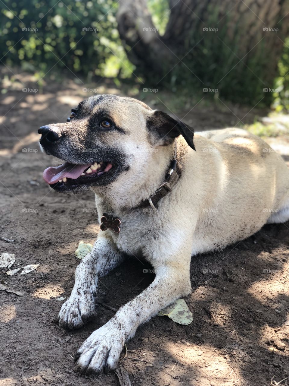 Rescue mutt goes swimming for the first time and comes back with some very muddy paws! 