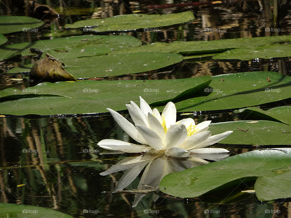 Water lily