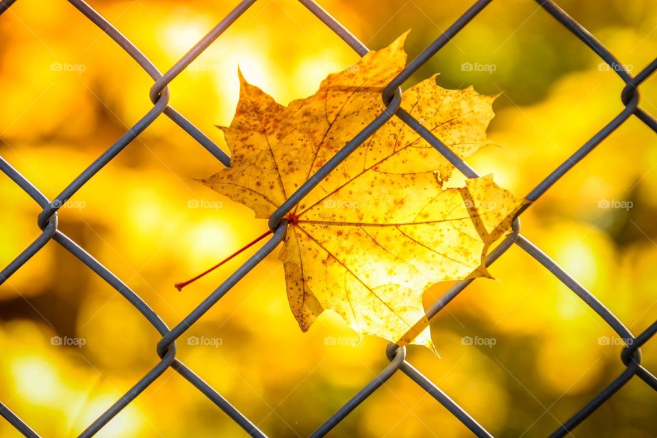 Gorgeous sunny autumn day: golden leaf stuck on a fence