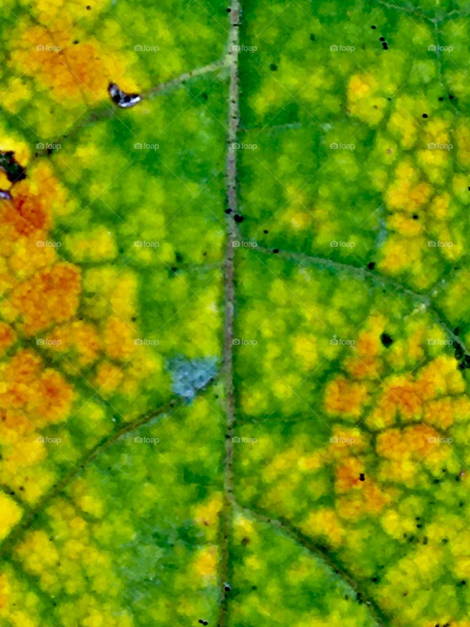 Chlorophylls and carotenoids