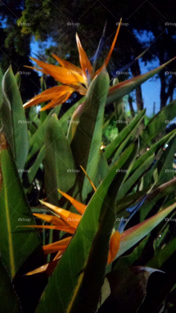 Birds of paradise