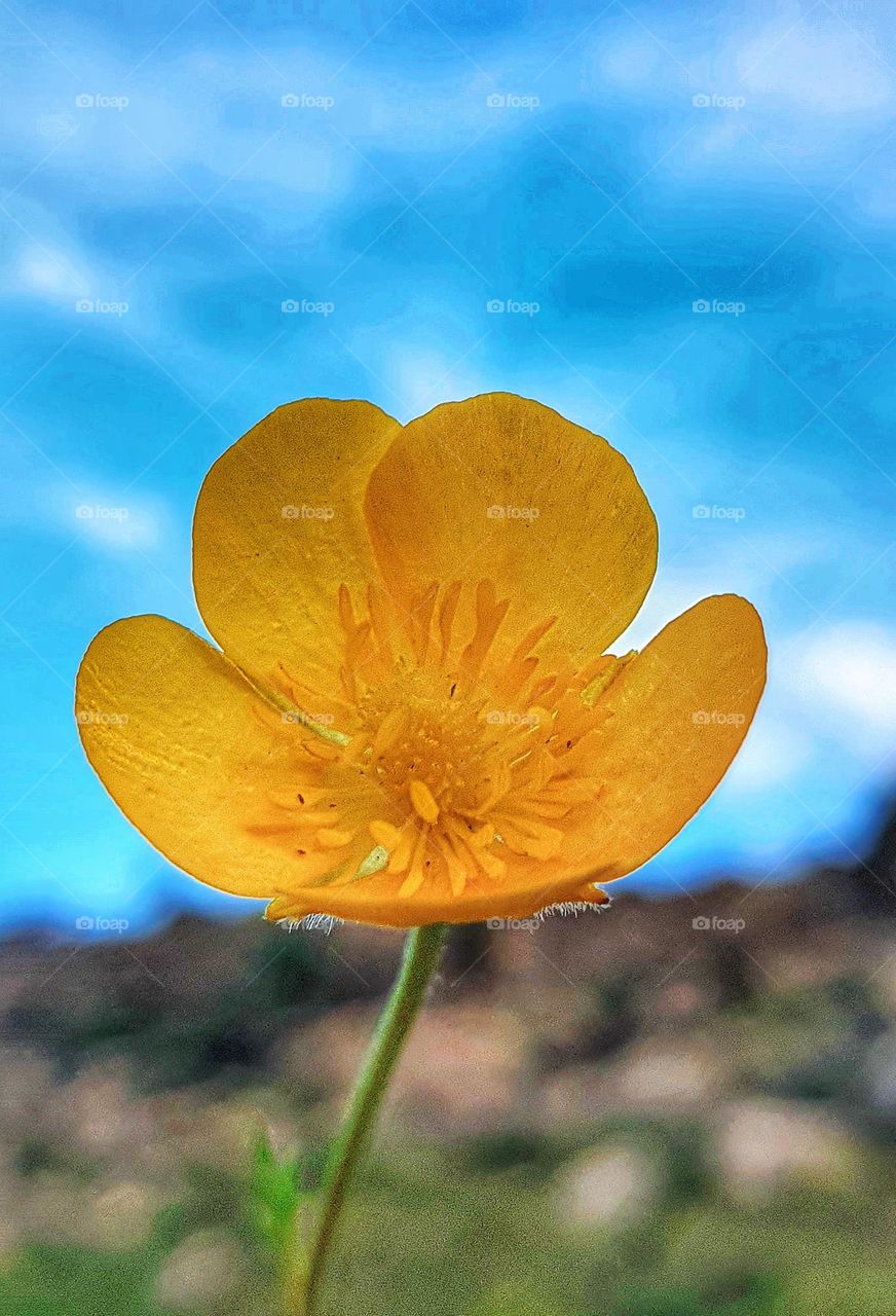 Golden Bloom Under the Blue Sky