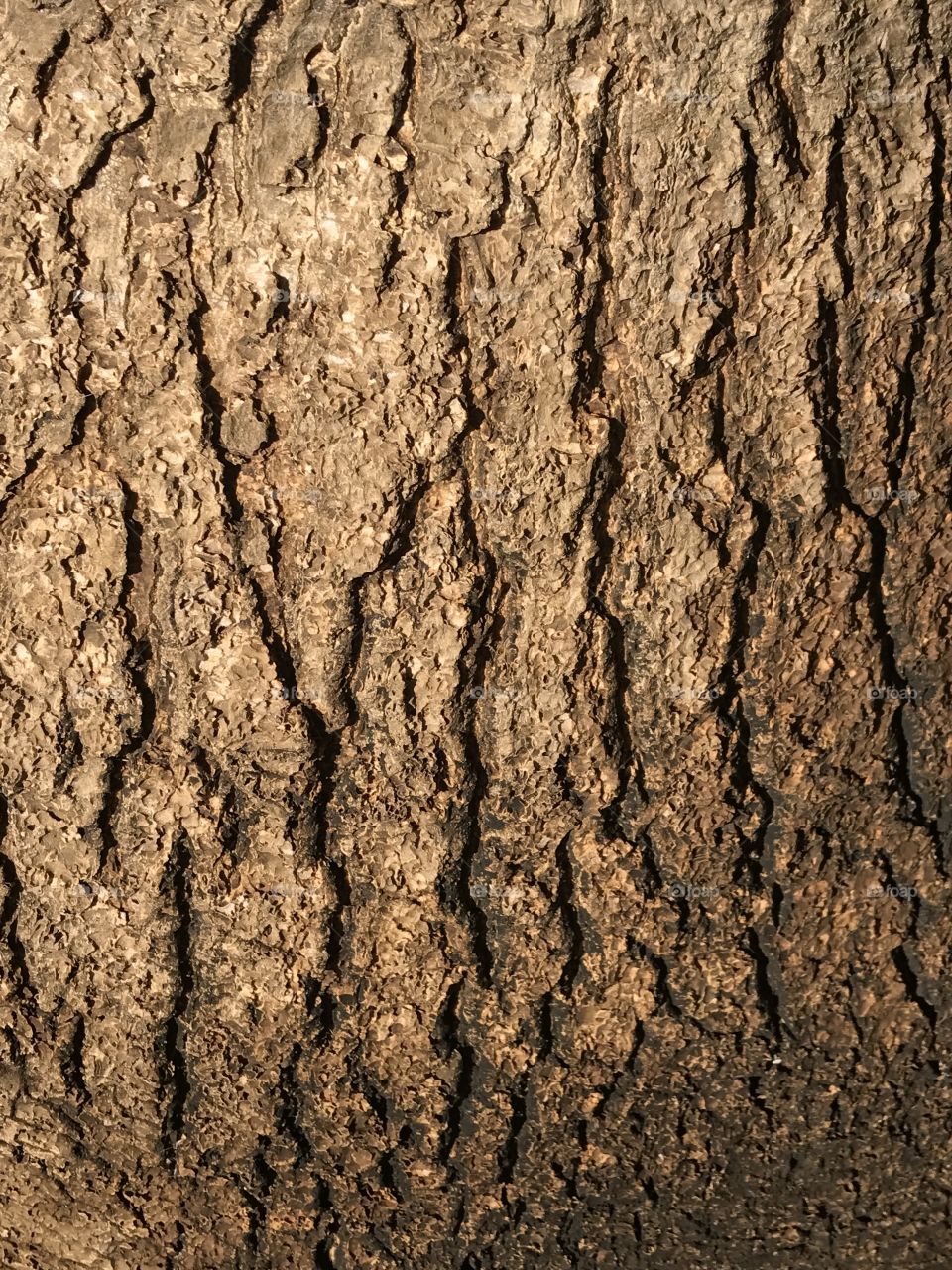 Tree bark 3