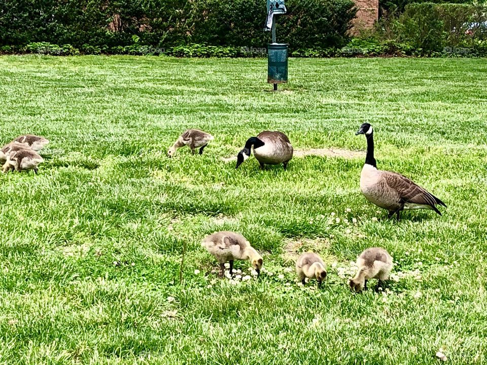 Relaxing Canada geese family / new babies chicks 