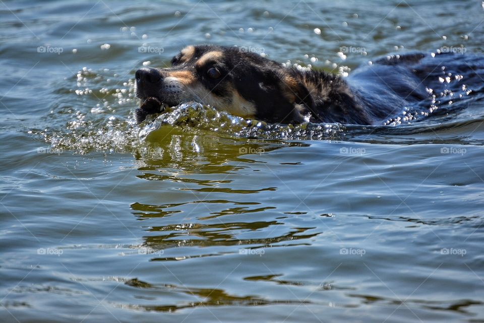 A dog swimming in sea
