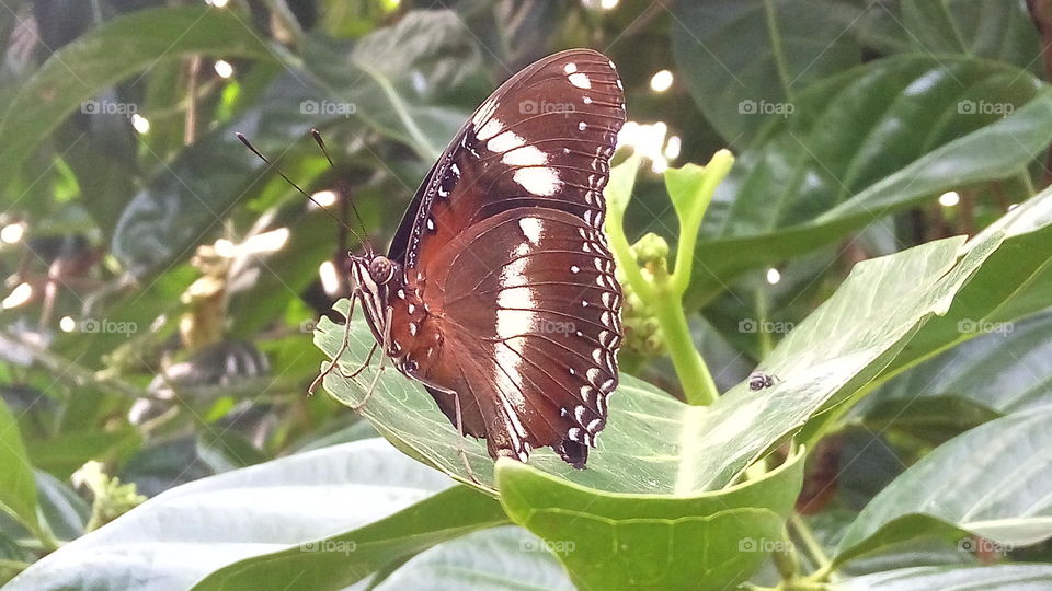 Butterflies in dried leaves