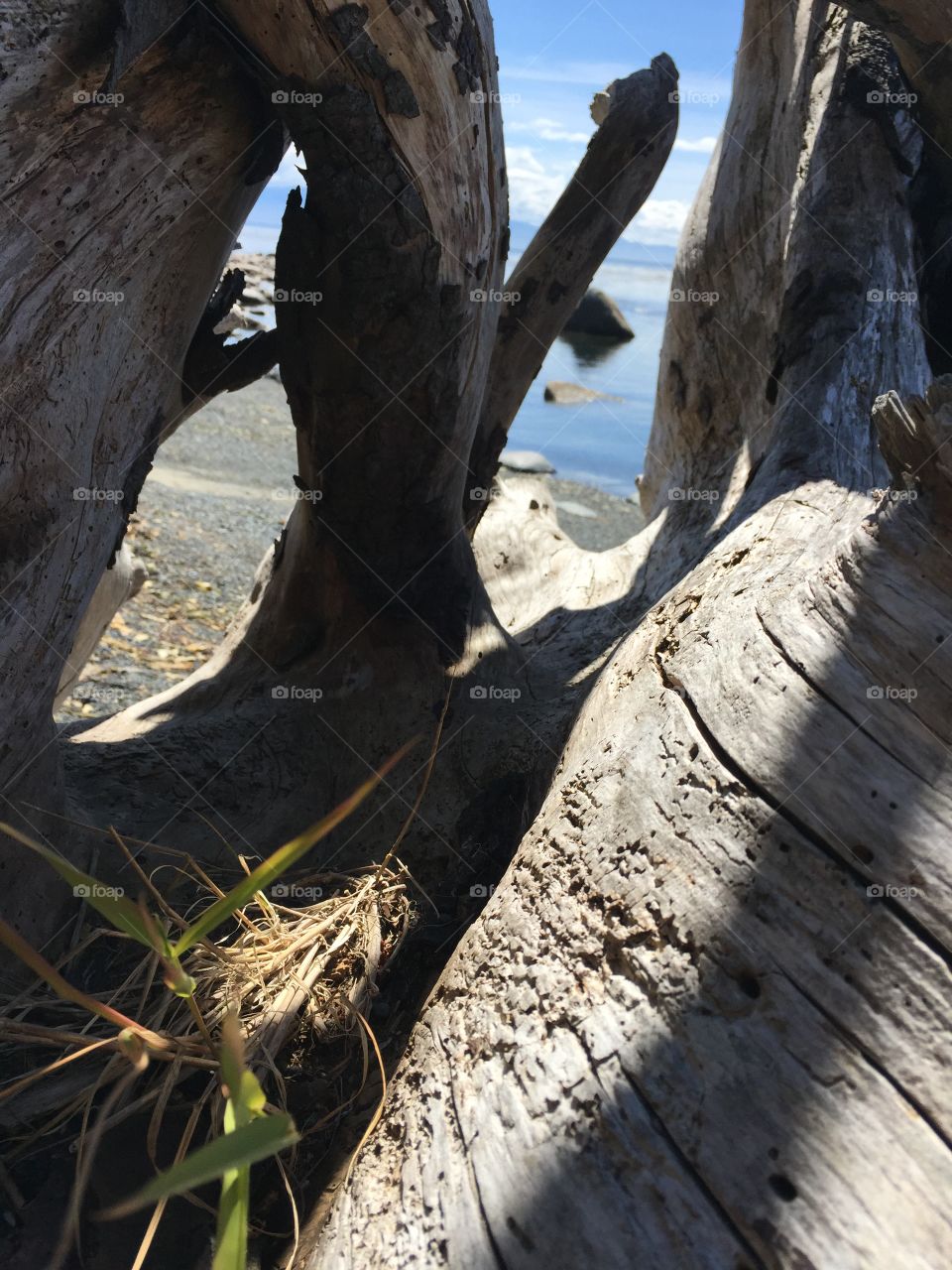 Driftwood peekaboo 