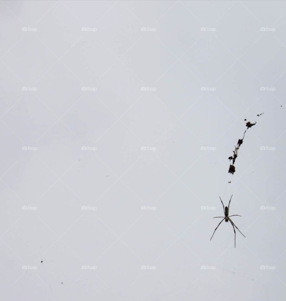 Flying spider through grey sky in rainy day in park South Korea