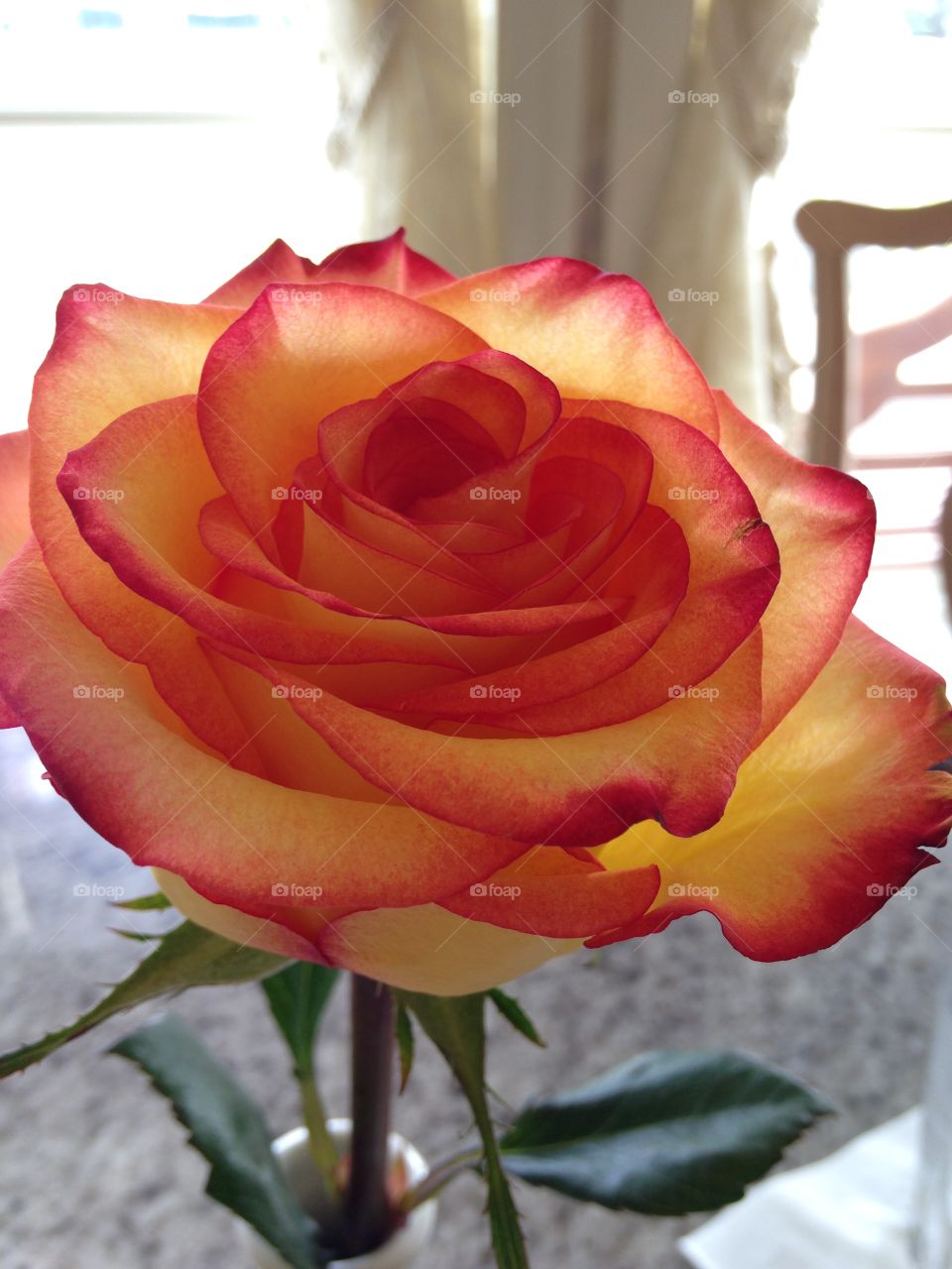 Perfect Rose