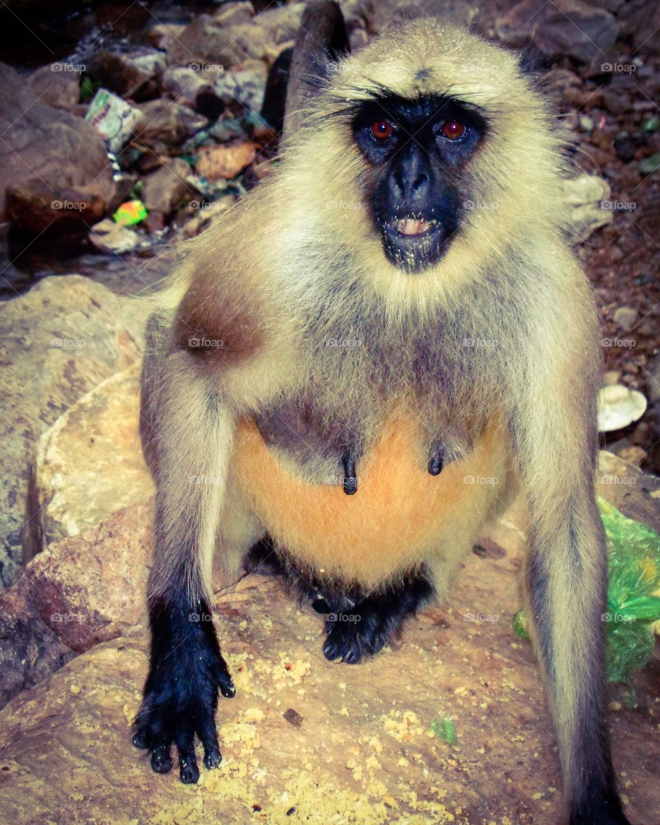 "langur" a monkey specie