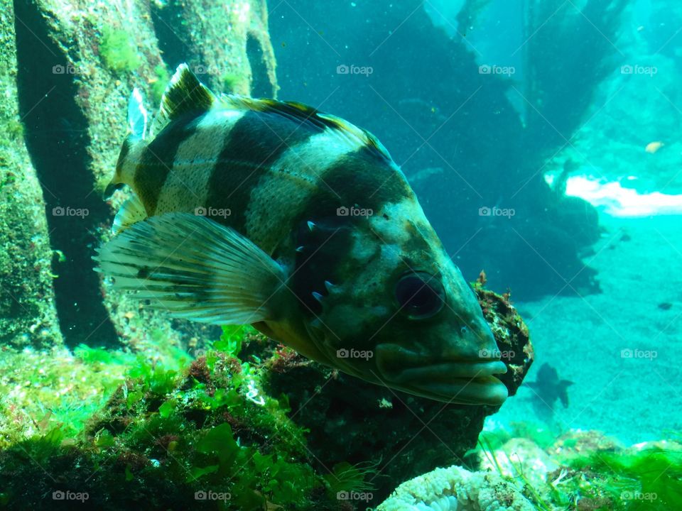 Fish. Diving experience