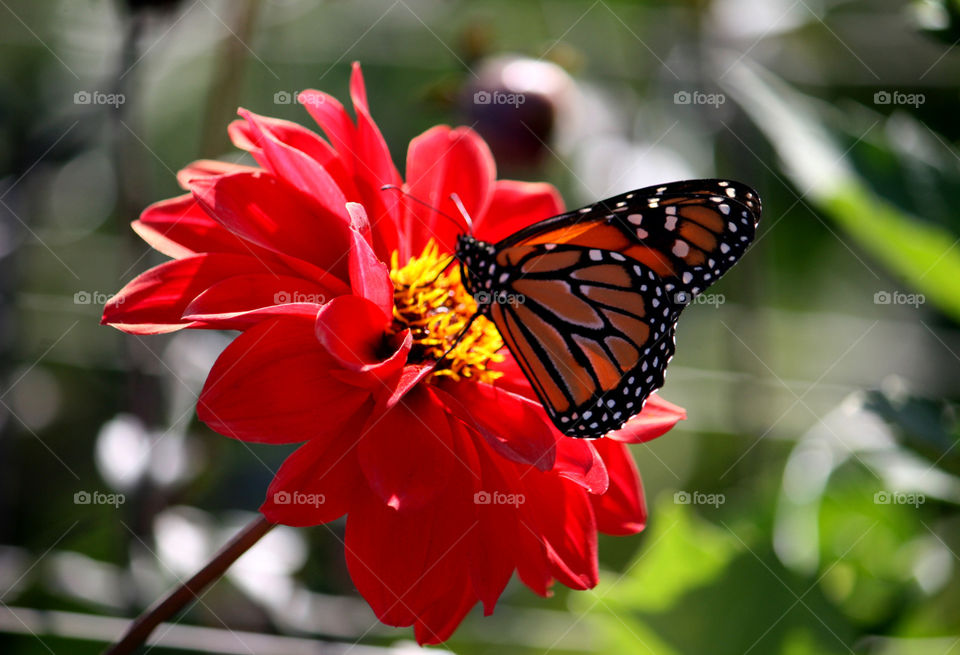 butterfly on a flower
