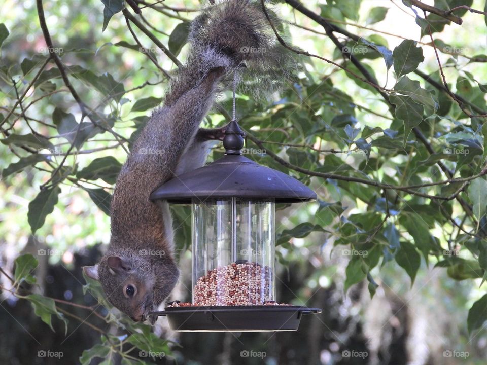 My fattened squirrel pet eating seeds from feeder