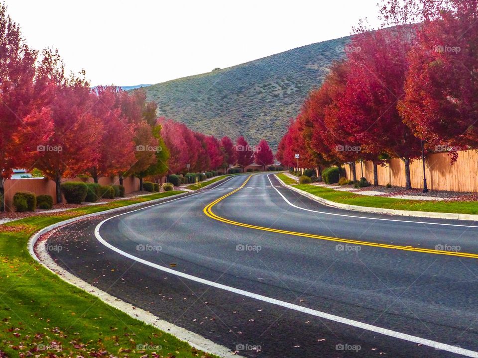 Autumn trees and colors!