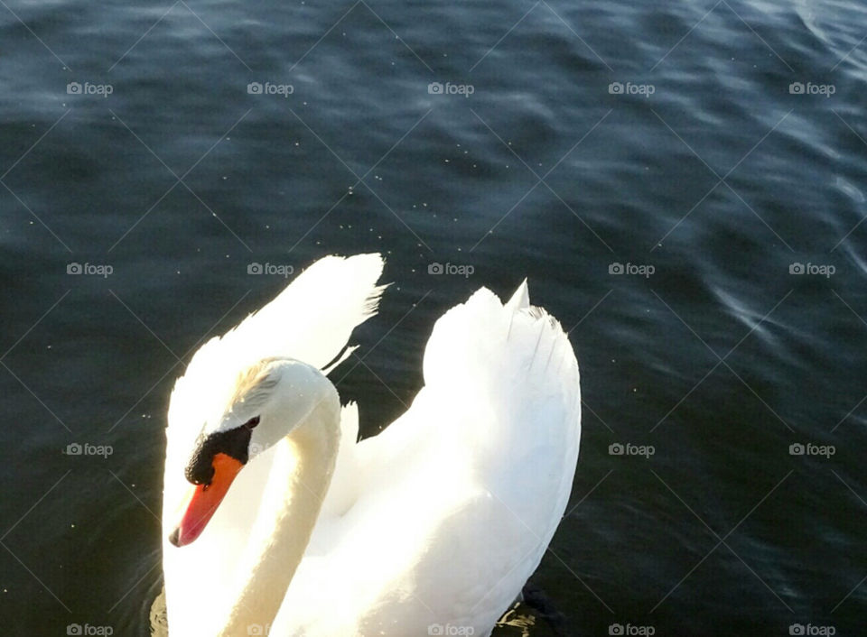Mute Swan in lake
