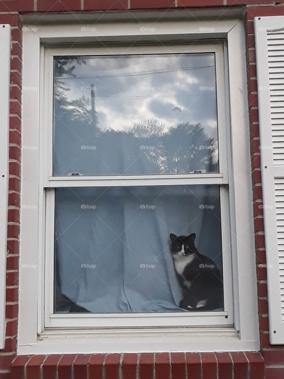 Cat in a window