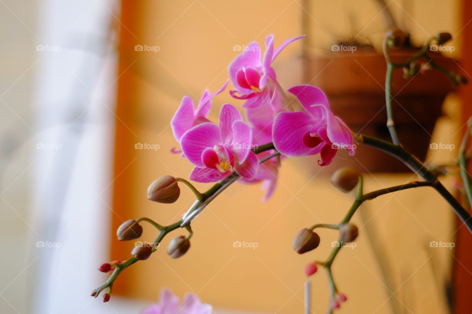 Magnificence orchids