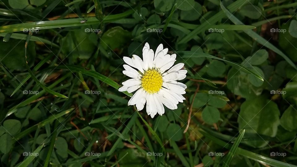 White wild plant