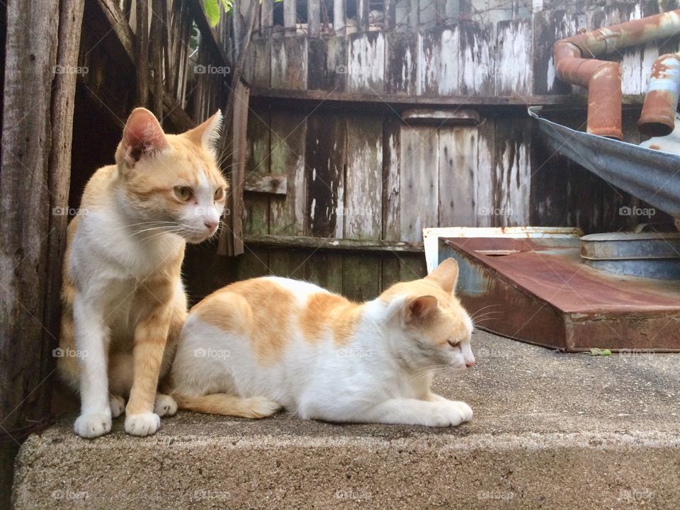Couple cats