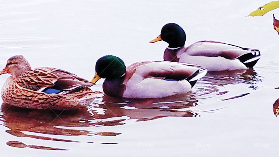 ducks, mallards