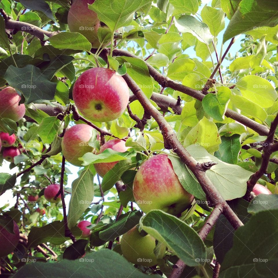 Apple picking 