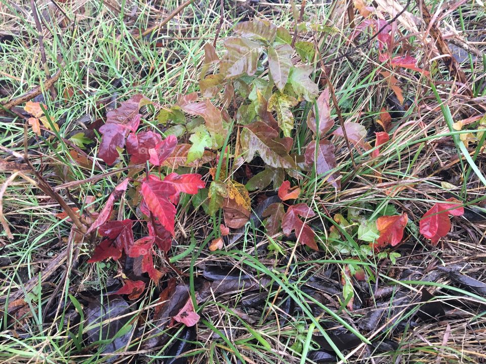 A little bit of fall