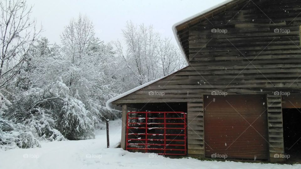 Breath taking, white, winter wonderland, barn scene on the farm.