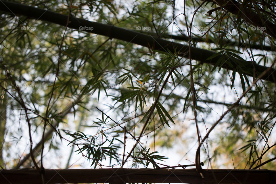 Leaf of the tree