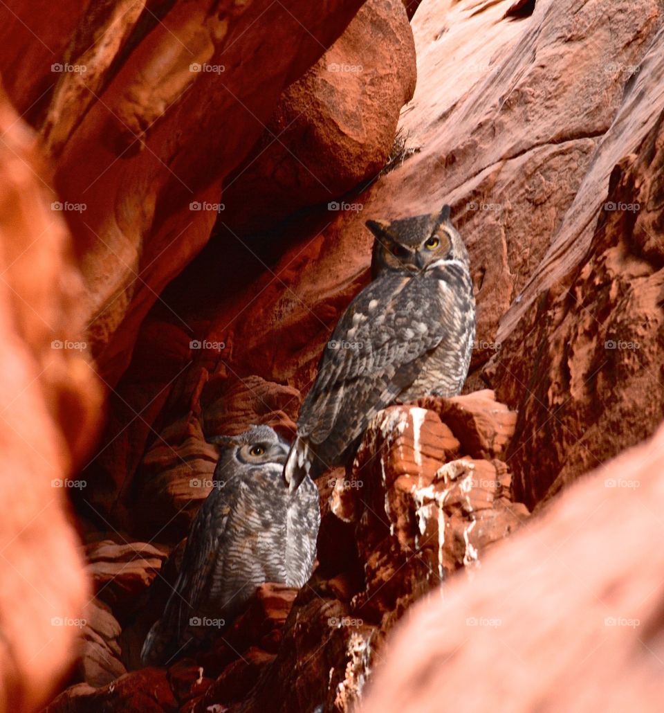 Great Horned owls living in a canyon in Arizona