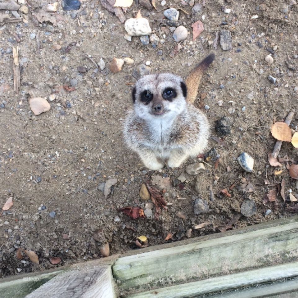 At the Zoo this little one loved a snap 
