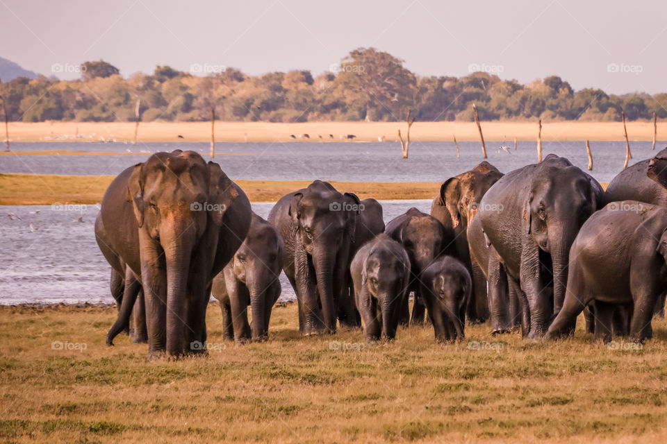 Wild elephants herd , Kaudulla safari park , Sr