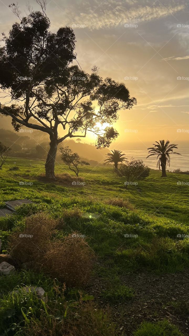 A scenic sunset behind trees, and a field of green along the coast @sdunn54321