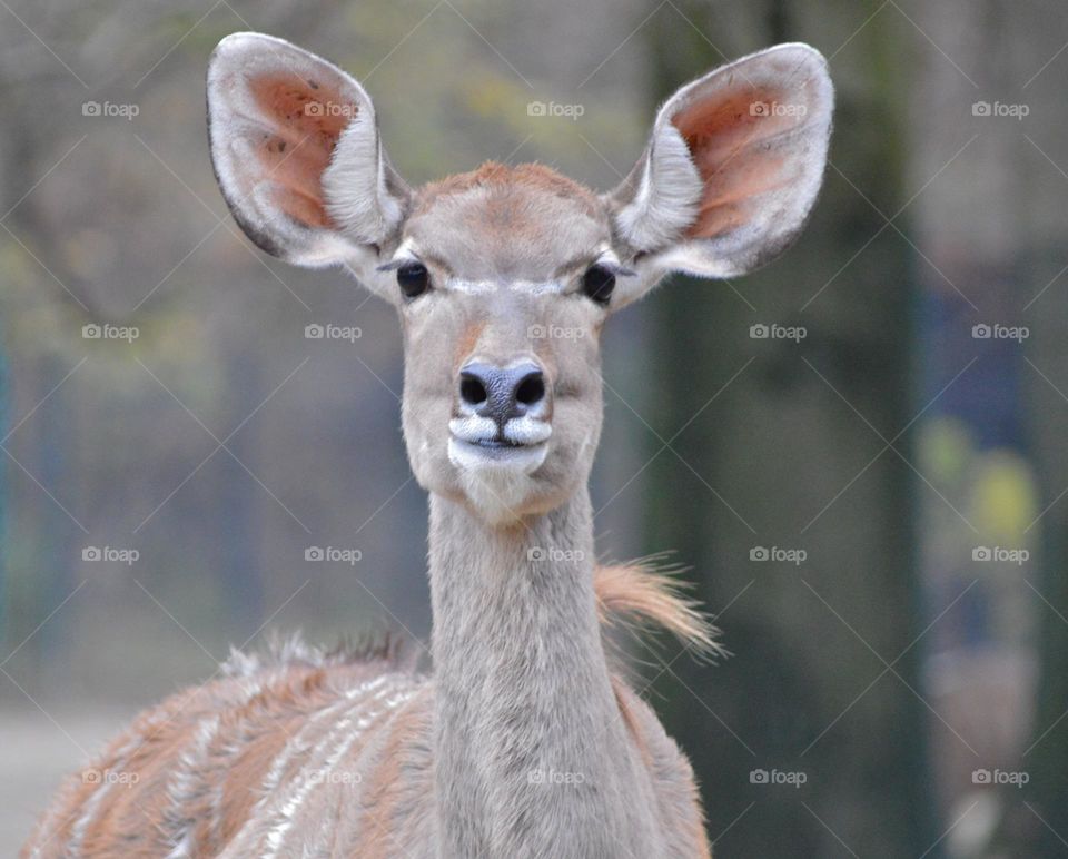 portrait of a fawn