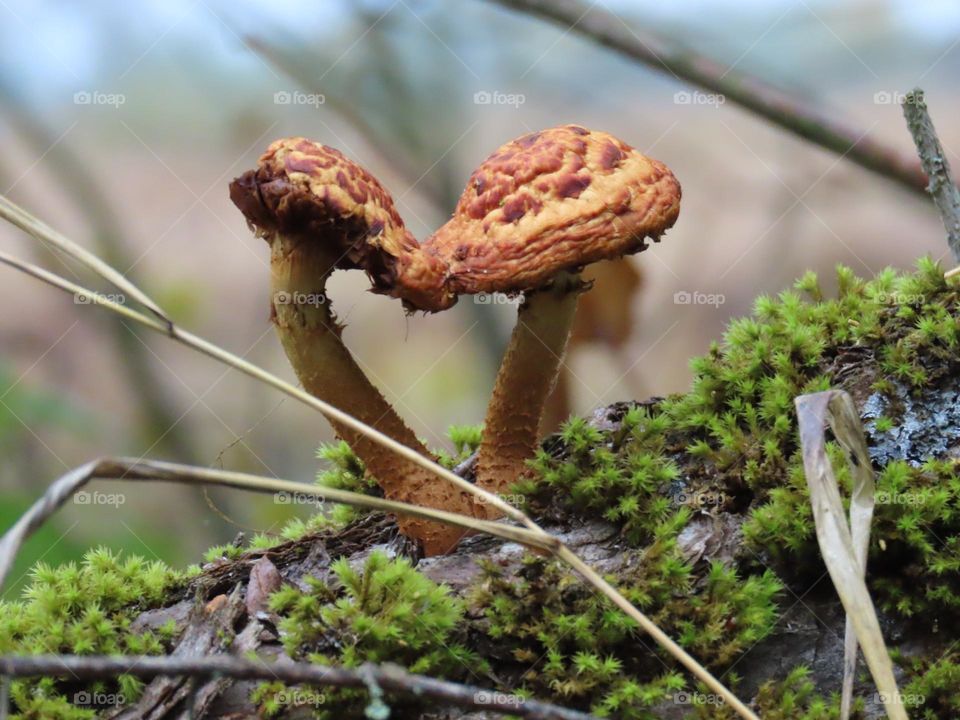 A couple of mushrooms