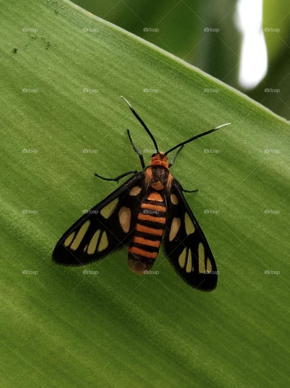 Bird's and Bee: Natural