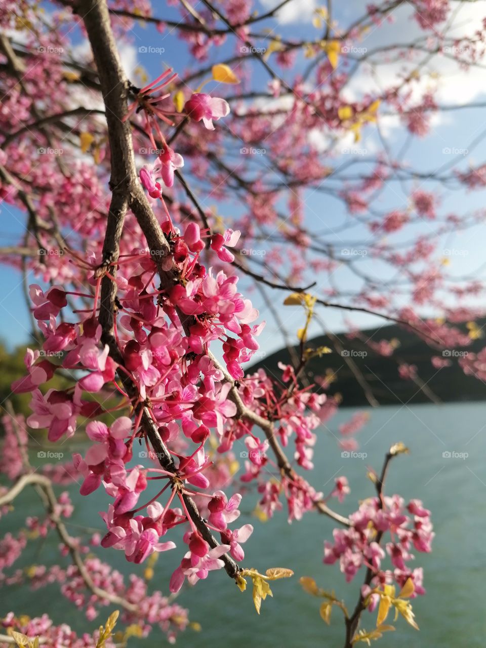 Blooming trees, my favorite time, everything is beautiful and the air is filled with delicious aromas