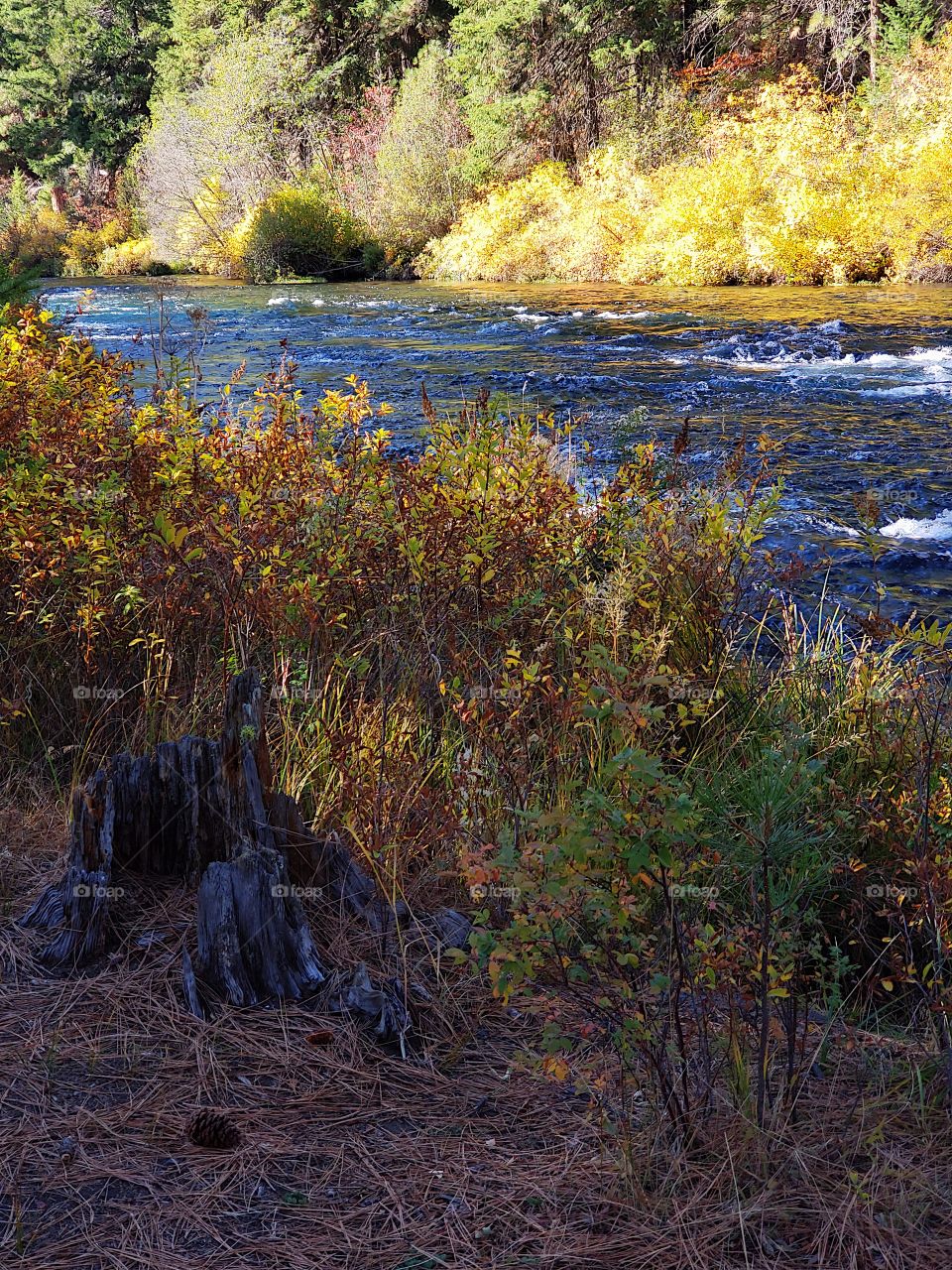 Stunning fall colors on the riverbanks of the turquoise waters of the Metolius River at Wizard Falls in Central Oregon on a sunny autumn morning. 