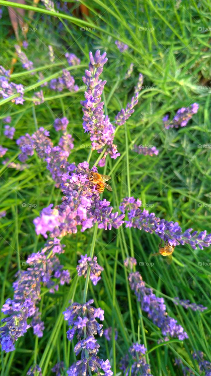 Lavender and bee