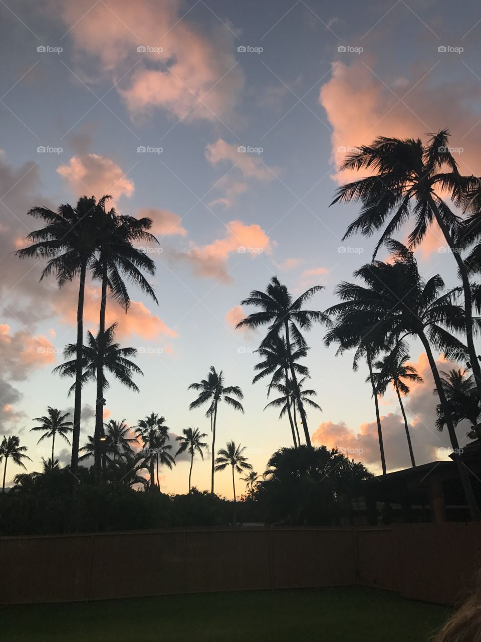 Hawaiian sunset palm trees