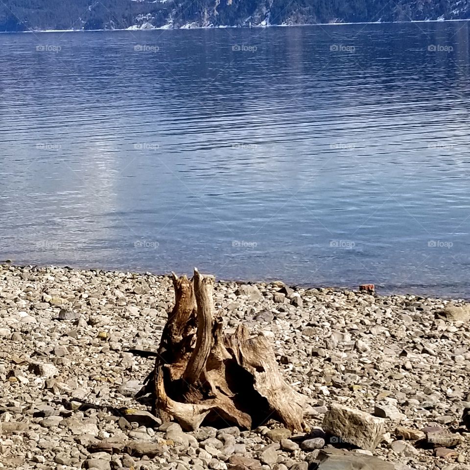 tree stump and a rocky beach along a lake shoreline