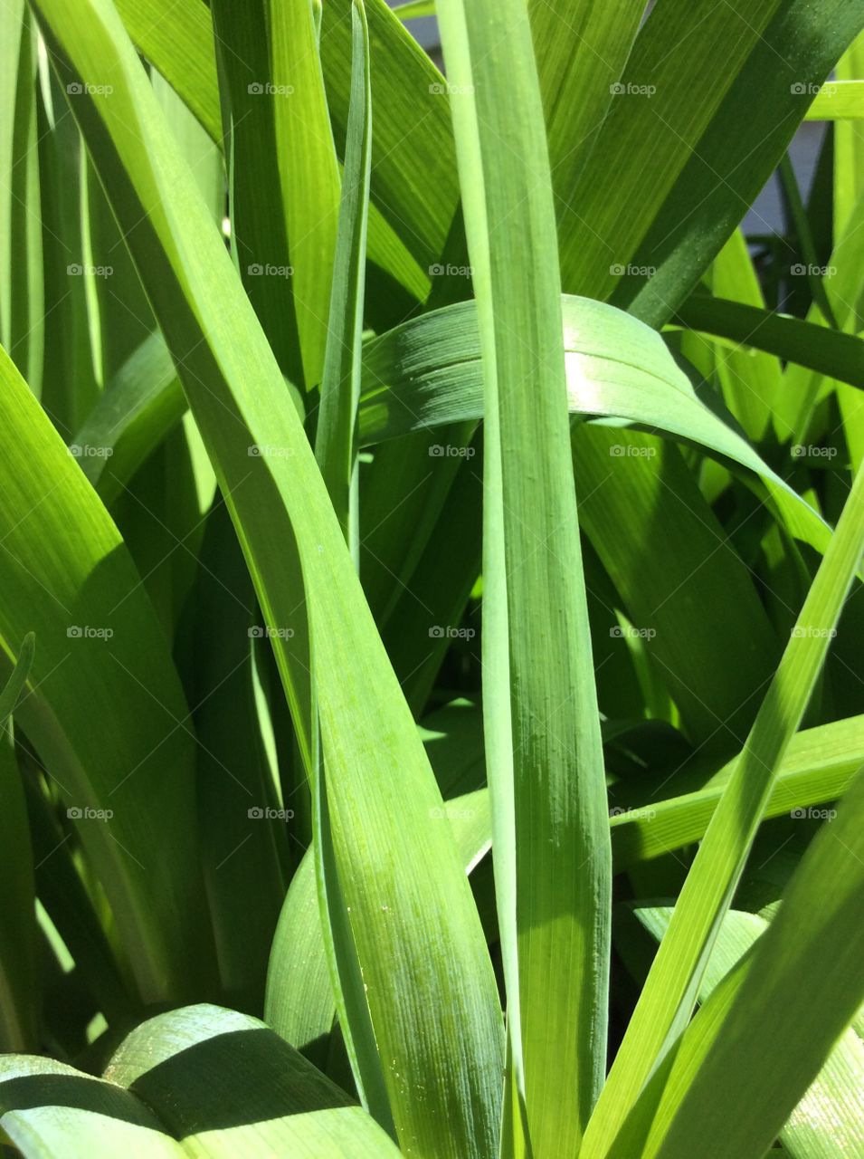 Leaf, Flora, Growth, No Person, Nature