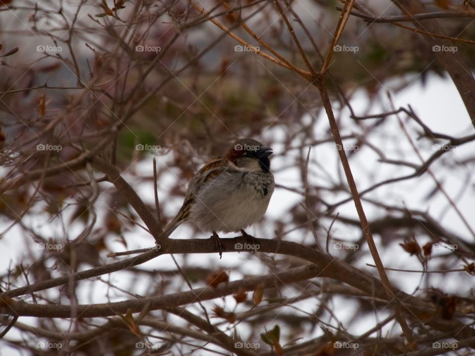 Bird, Wildlife, Winter, Nature, Tree