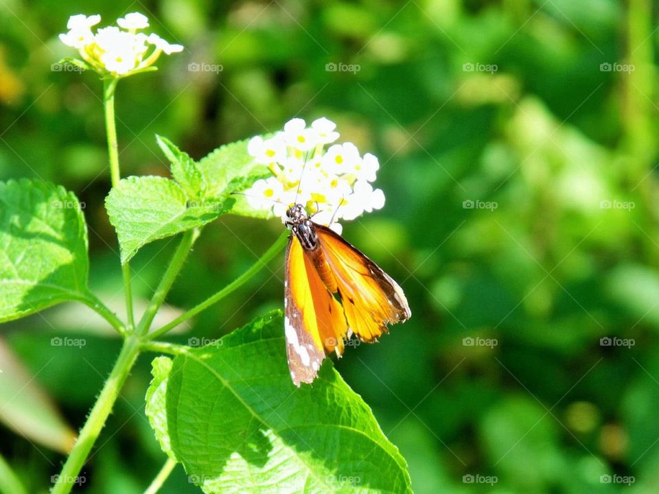 butterfly