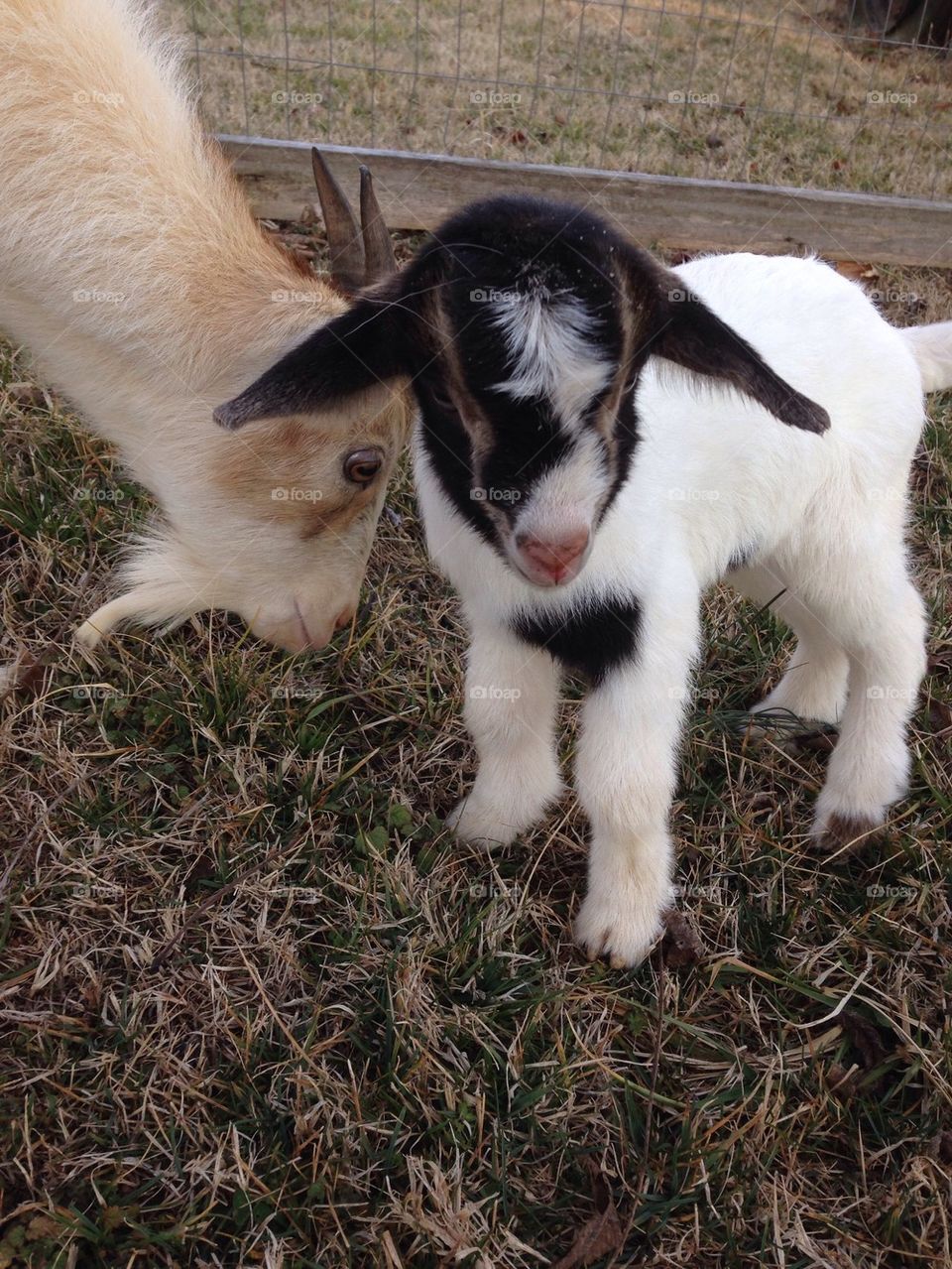 Newborn goat